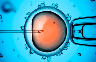 Бесплатное ЭКО