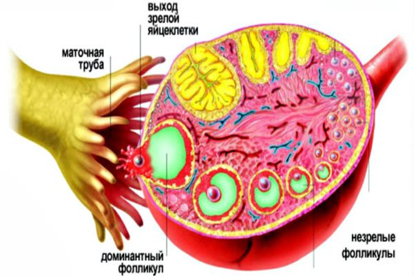 Выход зрелой яйцеклетки