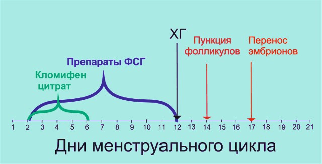 Короткий протокол ЭКО